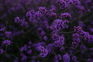 A field of purple verbena flowers against a dark background