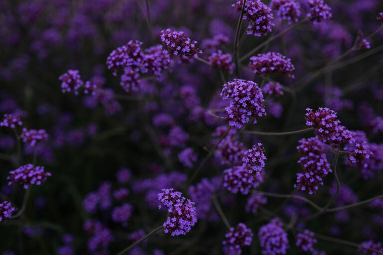 A field of purple verbena flowers against a dark background