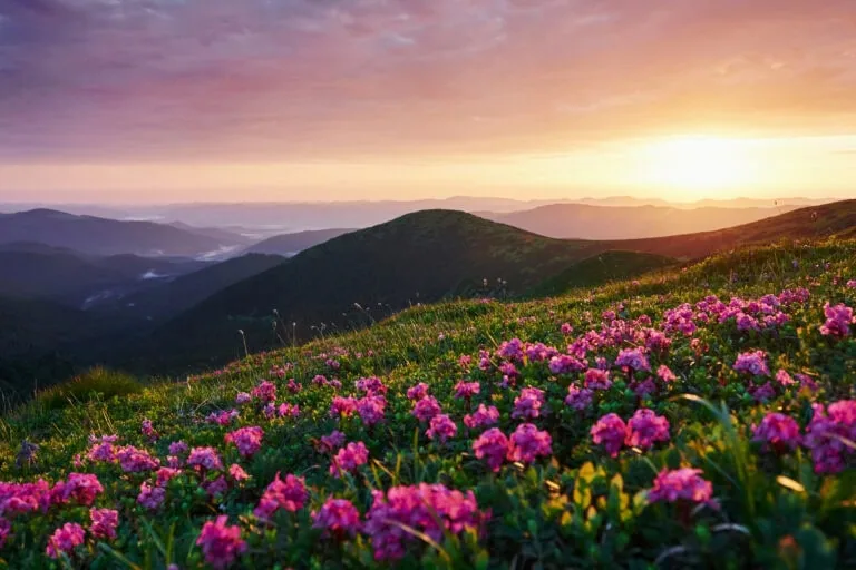 Bright pink and green meadow. Majestic Carpathian mountains. Beautiful landscape. Breathtaking view.